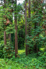Forest of straight Cryptomeria trees. Cryptomeria japonica, Japanese cedar or Japanese redwood