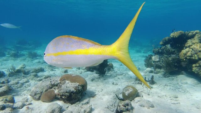 4k Underwater Video: Yellowtail Snapper (Ocyurus chrysurus) Swim Over Corals On Sandy Seabed In Clear Sea Water Towards The Camera Then Exit Frame.