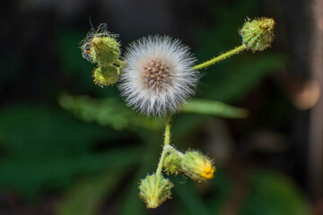 dandelion seed pod