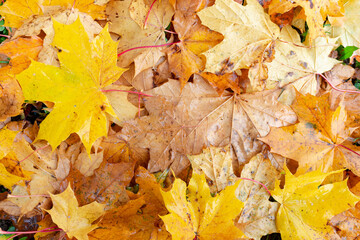 Maple leaves background.Autumn leafs on the ground.