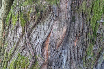 Texture of the bark of an old linden tree with moss.