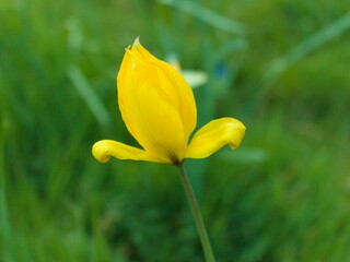 żółty tulipan na łące 