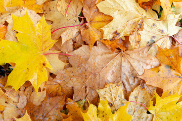 Maple leaves background.Autumn leafs on the ground.