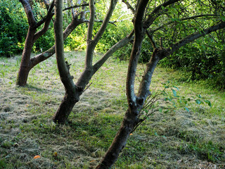 Tres árboles frutales en una campa con la hierba cortada.