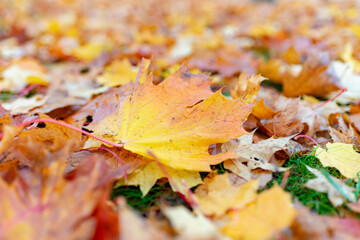 Maple leaves background.Autumn leafs on the ground.