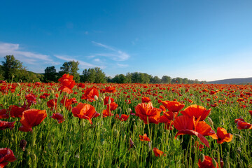 red poppy field landscape. beautiful landscape at sunset beneath a blue sky in spring. wonderful outdoor background