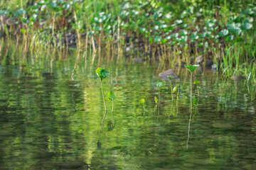 Young leaves of a river plant grow in running water and are beautifully reflected in the river. Warm sunny day in the summer.