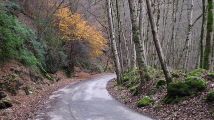 road in the forest