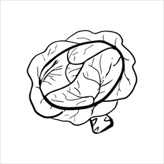 Vector illustration of a head of a cabbage. Hand drawn in doodle style illustration isolated on white background.