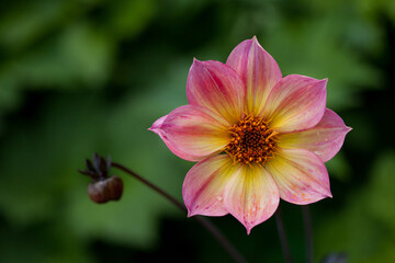 Macro shot of Dahlia flower and a flower bud