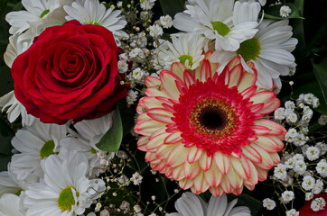 Natural background from blooming mix white and red gerbera flower, white daisy  and red rose, Sofia, Bulgaria    