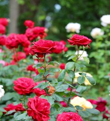 red flowers in the garden