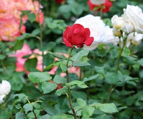 red rose in garden