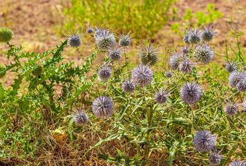 Obraz premium bush of globe thistles or Echinops