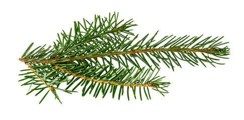 Spruce branch isolated on white background with clipping path