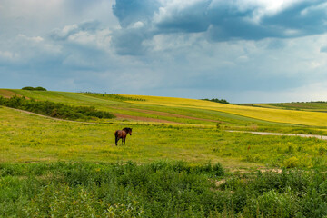 horse on a meadow