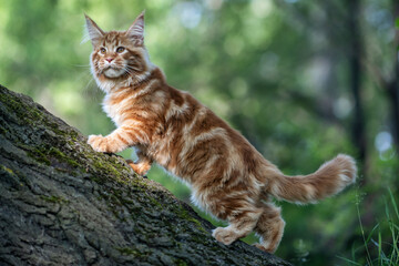 Fototapeta na wymiar A big maine coon kitten sitting on a tree in a forest in summer.