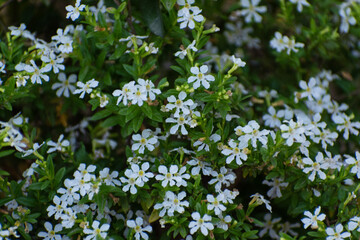 bunch of white flowers in a garden park