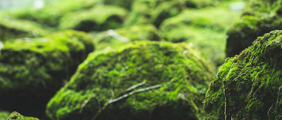 pattern green moss grown up cover the rough stones and on the floor in the forest. Show with macro view. Rocks full of the moss texture in nature for wallpaper.