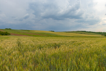 Fototapeta premium field of wheat