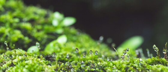 close up beautiful bright Green moss grown up and Drop of water cover the rough stones and on the...