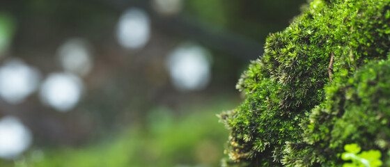pattern green moss grown up cover the rough stones and on the floor in the forest. Show with macro view. Rocks full of the moss texture in nature for wallpaper. © methaphum