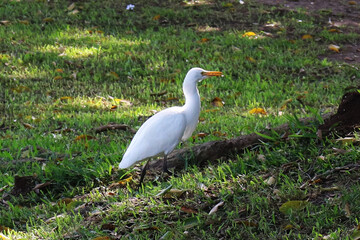 great white heron