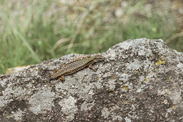 Lézard vert avec la queue coupée  .