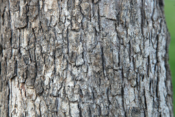 Wood Texture, Old Tree Texture, India