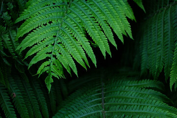 Exotic background. Tropical foliage. Bright juicy fern leaf on a dark background. Close-up photos, selective focus.