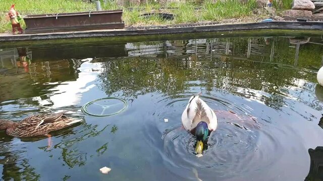 Ente