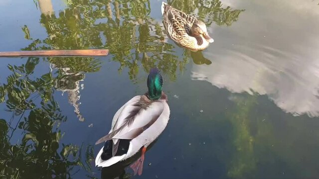 Entenpaar_Teich, MOS