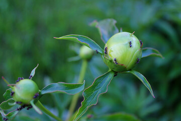Ants on a peony Bud. Close-up photos, selective focus.