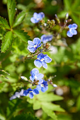 blue flowers blossoms macro spring