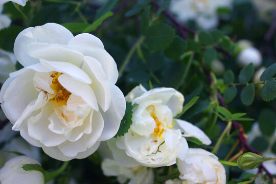 White musk roses on a Bush in the garden. Background with white roses. Close-up photos, selective focus.