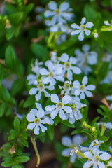 bunch of white flowers in a garden park