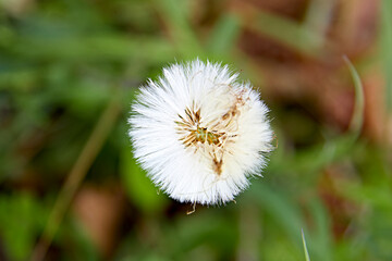 dandelion seeds closeup white soft
