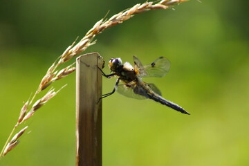 Eine große Libelle an einem Stab mit einer Ameise und einem Kornhalm an einem Teich
