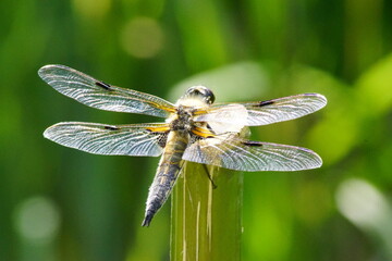 Eine große Libelle auf einem Stab in der Natur an einem Teich