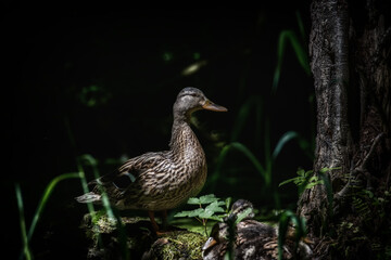 Stockente im Remstal Ente Anas platyrhynchos Anatidae Anseriformes Aves  Chordata Chordatiere