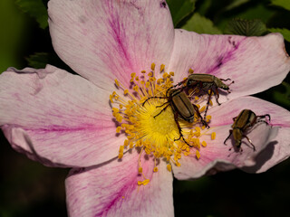 Chafer beetles on a prairie rose