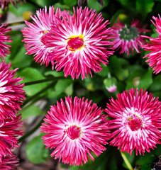 Stokrotka ogrodowa, piękny kwiat w kolorach biało-różowych © Magdalena