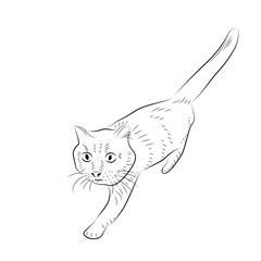 Cartoon cautious cat. Sketch style.