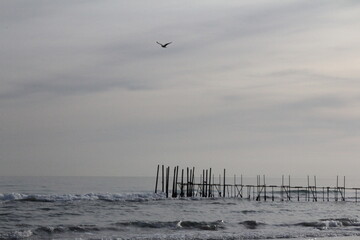 ptak morze niebo zachmurzone piasek woda © AMTM