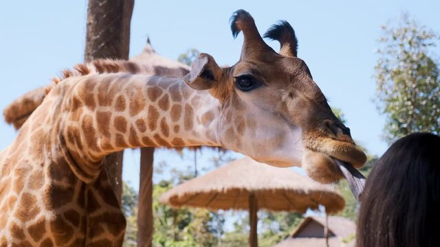 Giraffe wants to get the food from zoo visitor