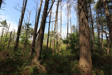 Panoramic view of a forest with dead conifers. Photo was taken on a sunny summer day.