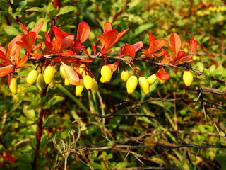 Barberry branch densely strewn with red berries (Berberis vulgaris) close-up berberis. Autumn colors background