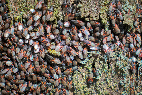 Lindenwanze oder Malvenwanze ( Oxycarenus lavaterae ) am Stamm einer Linde