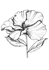 Fototapeta premium Black and white lavatera