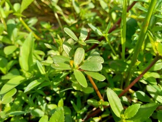 Portulaca oleracea (also called krokot, gelang biasa, Resereyan, common purslane, verdolaga, red root, pursley) with a natural background. This plant used as vegetable and herbal plant